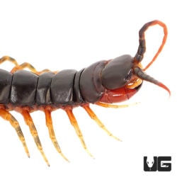 Darwin’s Goliath Centipede (Scolopendra galapagoensis) For Sale - Underground Reptiles