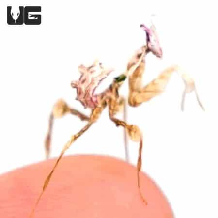 Dead Leaf Mantis (Deroplatys desiccata) For Sale - Underground Reptiles