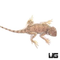 Desert Agamas For Sale - Underground Reptiles