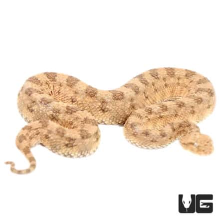 Saharan Horned Viper For Sale - Underground Reptiles