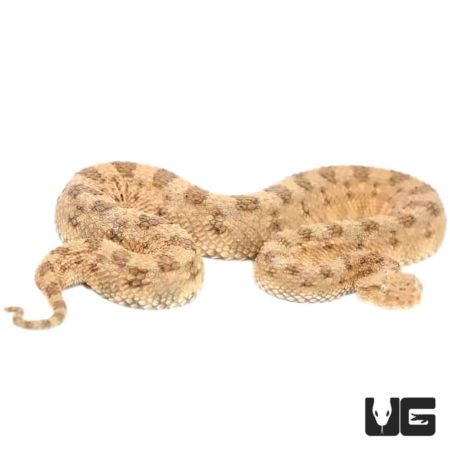 Saharan Horned Viper For Sale - Underground Reptiles