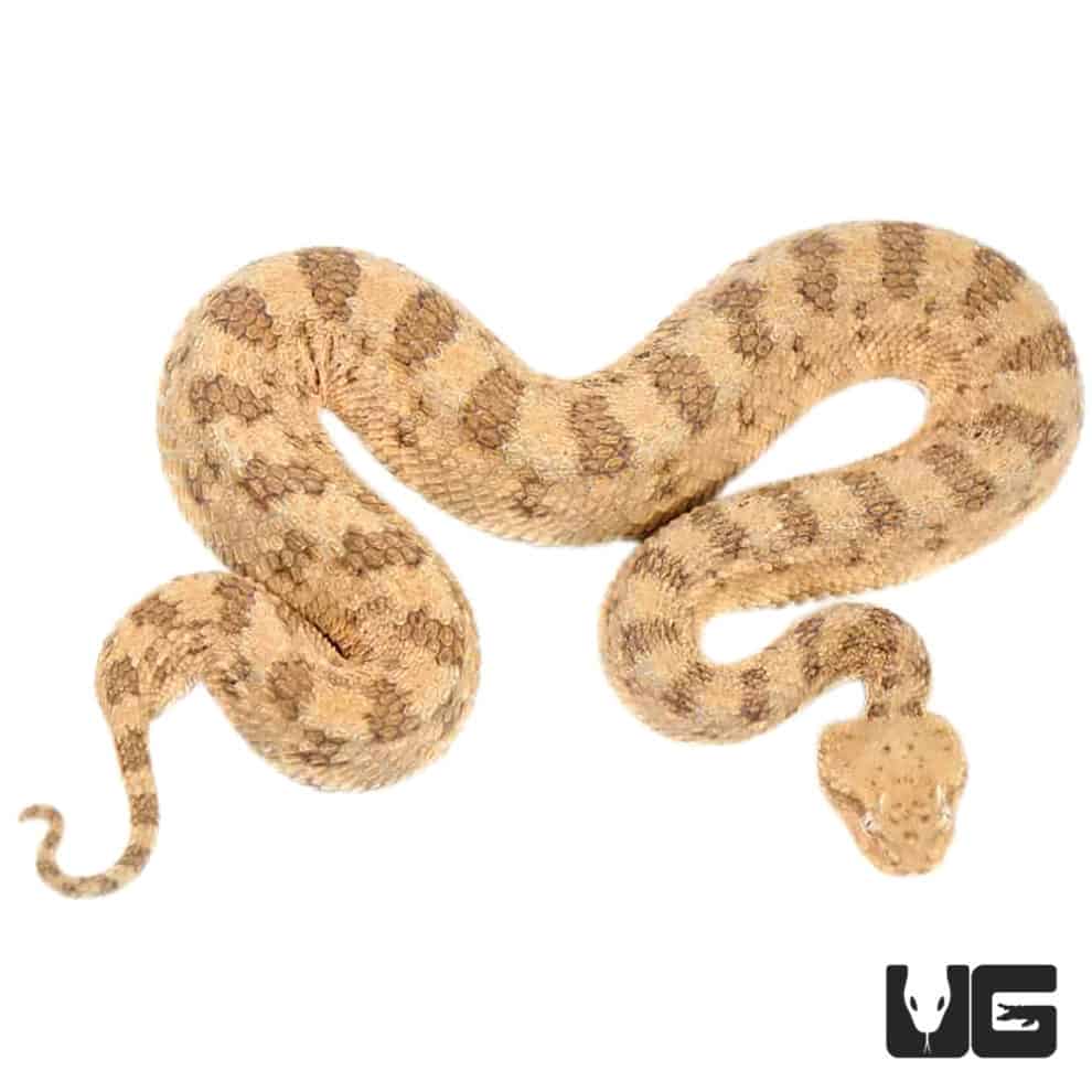 Saharan Horned Viper For Sale - Underground Reptiles