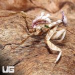 Devils Flower Mantis (Idolomantis diabolica) For Sale - Underground Reptiles