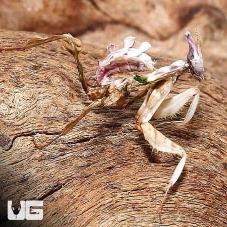 Devils Flower Mantis (Idolomantis diabolica) For Sale - Underground Reptiles