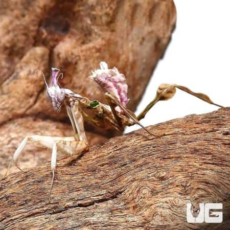 Devils Flower Mantis (Idolomantis diabolica) For Sale - Underground Reptiles