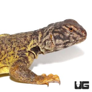 Dispar Uromastyx For Sale - Underground Reptiles