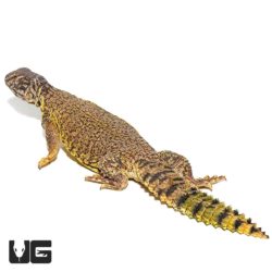 Dispar Uromastyx For Sale - Underground Reptiles