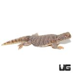 Dispar Uromastyx For Sale - Underground Reptiles