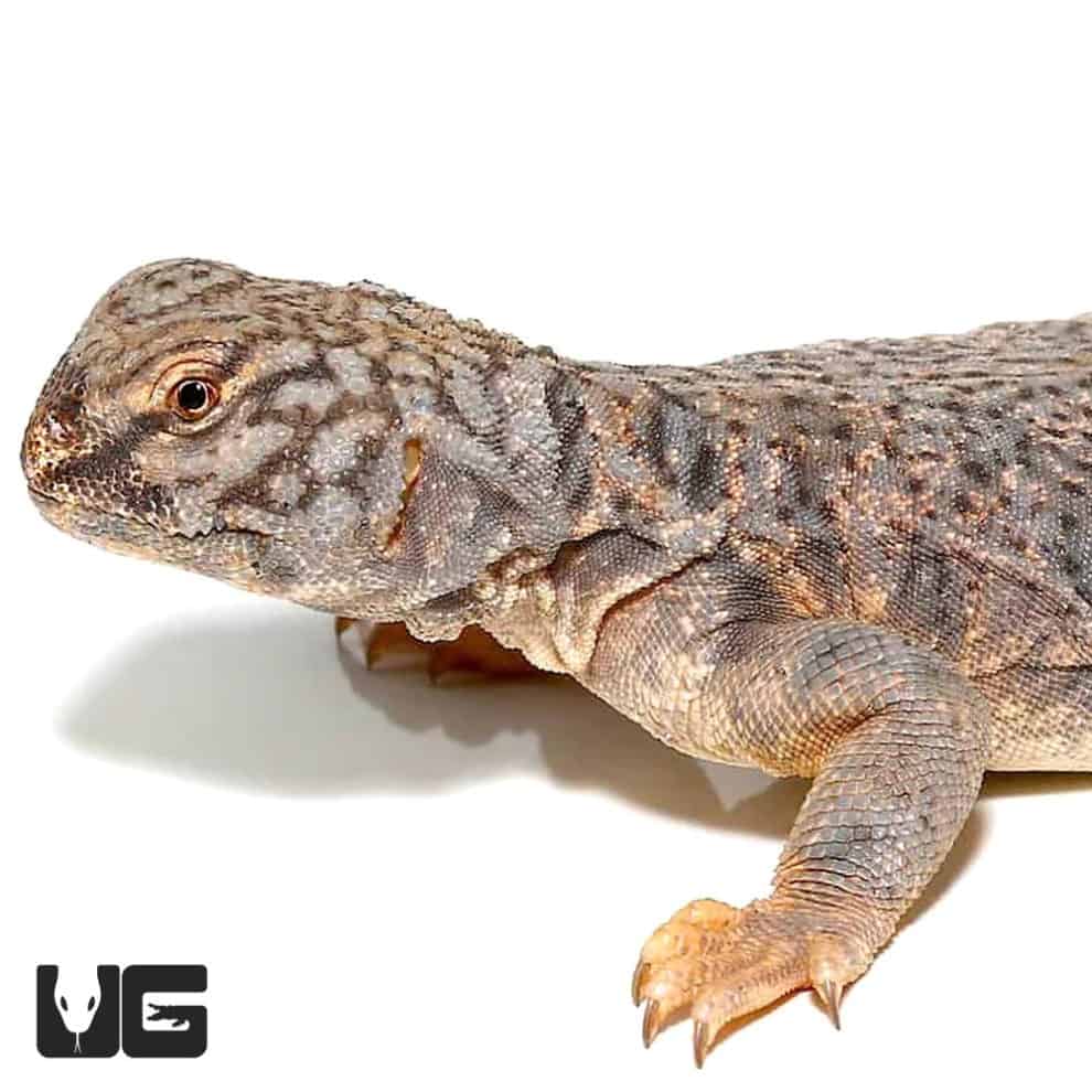 Dispar Uromastyx For Sale - Underground Reptiles