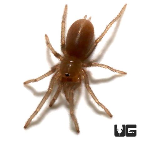 Dominican Dwarf Blue Tarantula (Holothele Sericea) For Sale - Underground Reptiles