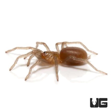 Dominican Dwarf Blue Tarantula (Holothele Sericea) For Sale - Underground Reptiles