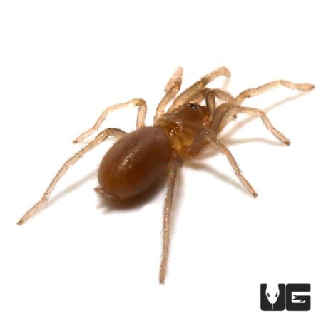 Dominican Dwarf Blue Tarantula (Holothele Sericea) For Sale - Underground Reptiles