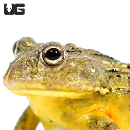 Dwarf Pixie Frogs For Sale - Underground Reptiles