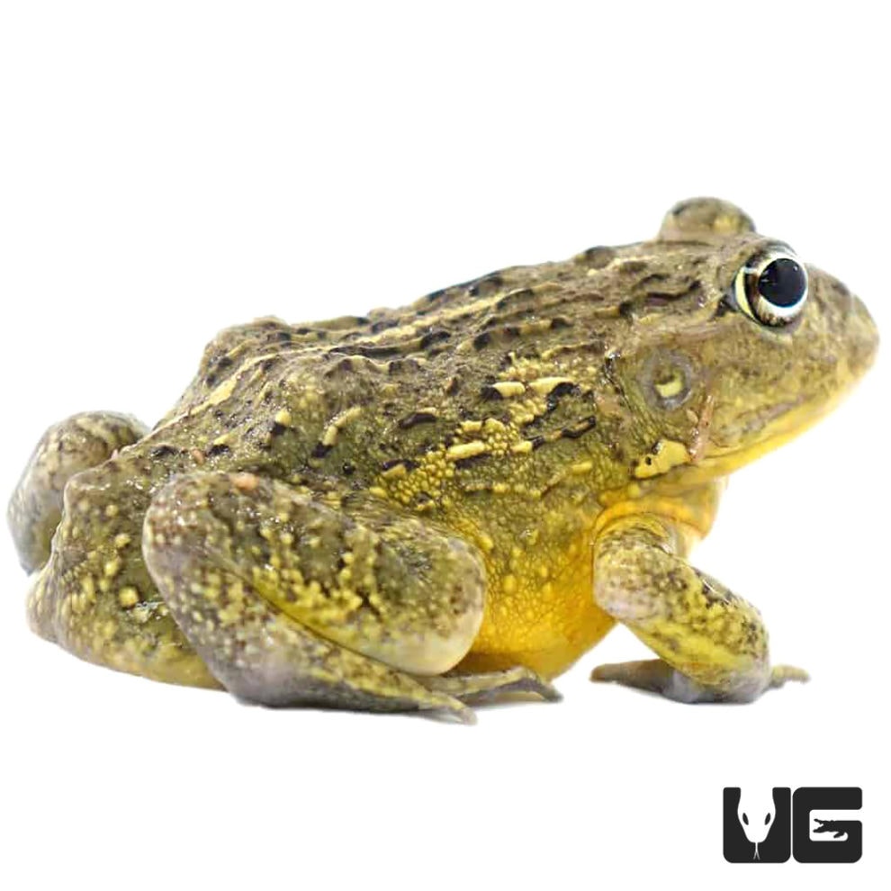 Dwarf Pixie Frogs For Sale Underground Reptiles