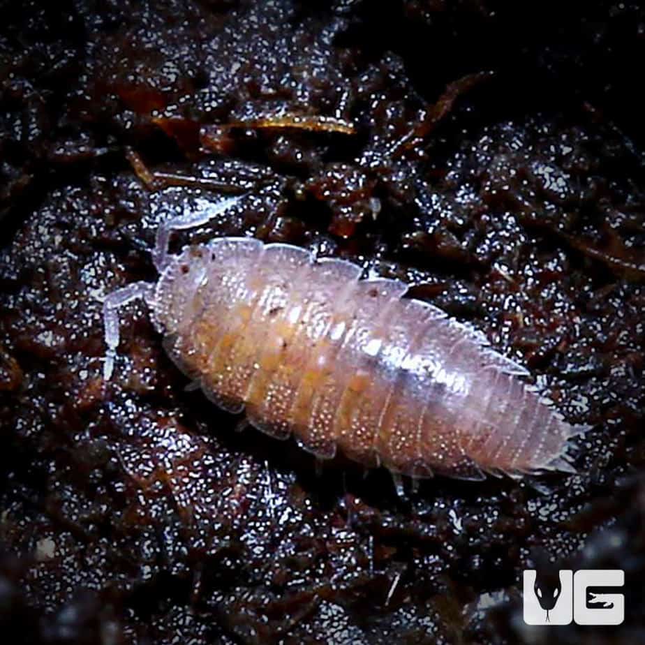 Dwarf Purple Isopods (isopoda sp.) For Sale Underground Reptiles