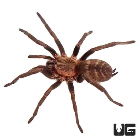 Guatemalan Tiger Rump Tarantula (Davus pentalore) For Sale - Underground Reptiles