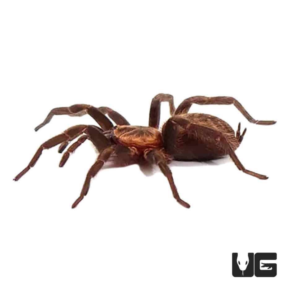 Guatemalan Tiger Rump Tarantula For Sale Underground Reptiles