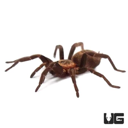 Guatemalan Tiger Rump Tarantula (Davus pentalore) For Sale - Underground Reptiles
