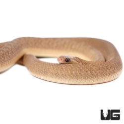 East African Egg Eating Snakes For Sale - Underground Reptiles