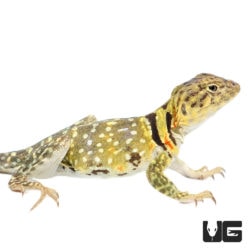 Eastern Collared Lizards For Sale - Underground Reptiles
