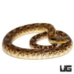 Eastern Hognose Snakes For Sale - Underground Reptiles