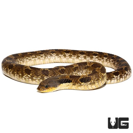 Eastern Hognose Snakes For Sale - Underground Reptiles