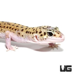 Eclipse Leopard Geckos For Sale - Underground Reptiles