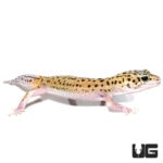 Eclipse Leopard Geckos For Sale - Underground Reptiles