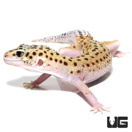 Eclipse Leopard Gecko - Underground Reptiles