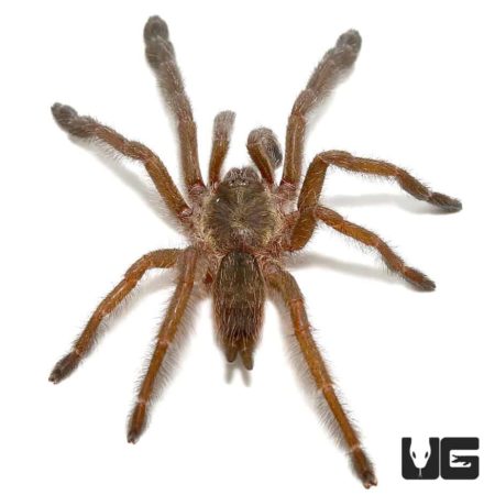 Ecuadorian Copper Tree Tarantula (tapinauchenius cupreus) For Sale - Underground Reptiles