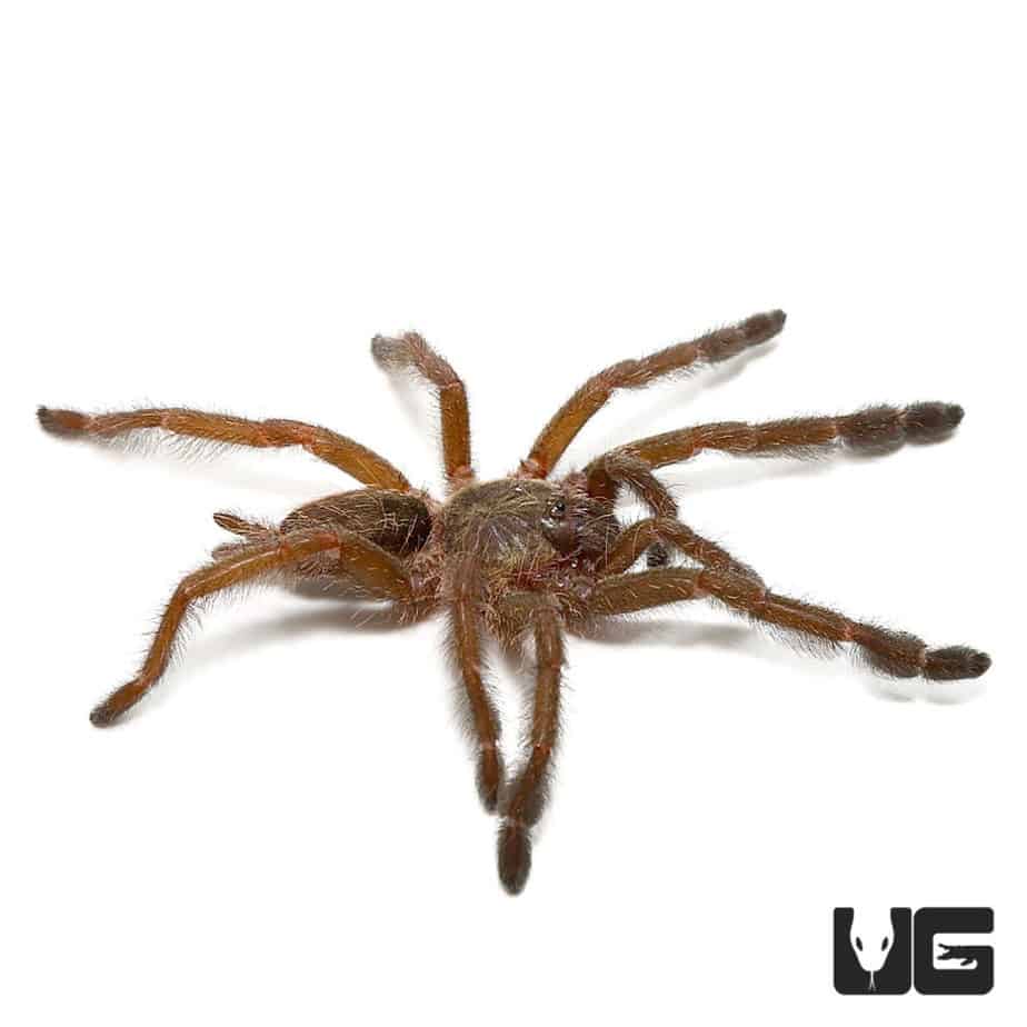 Ecuadorian Copper Tree Tarantula (.75 - 1.25'') - Underground Reptiles