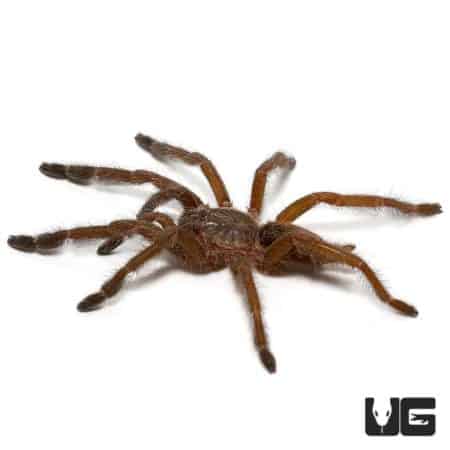 Ecuadorian Copper Tree Tarantula (tapinauchenius cupreus) For Sale - Underground Reptiles