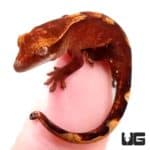 Ember Crested Geckos For Sale - Underground Reptiles