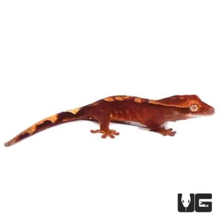 Ember Crested Geckos For Sale - Underground Reptiles