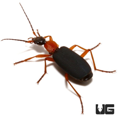False Bombardier Beetl (Galerita janus) For Sale - Underground Reptiles