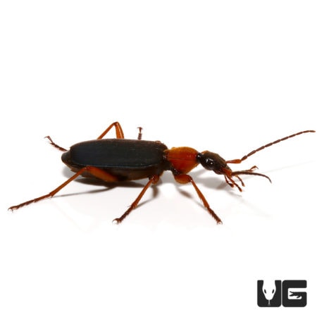 False Bombardier Beetl (Galerita janus) For Sale - Underground Reptiles