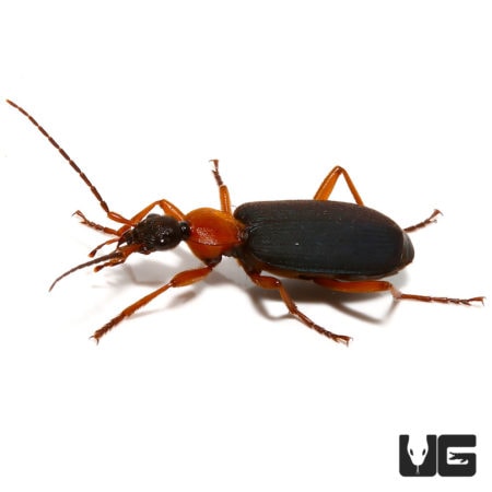 False Bombardier Beetl (Galerita janus) For Sale - Underground Reptiles