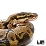 Baby Ball Pythons For Sale - Underground Reptiles
