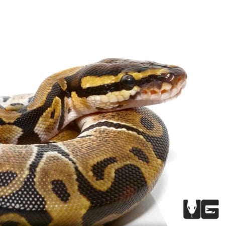 Baby Ball Pythons For Sale - Underground Reptiles
