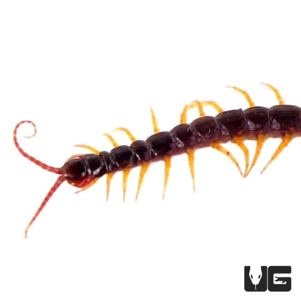 Feather Tail Centipede For Sale - Underground Reptiles