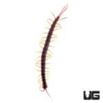 Feather Tail Centipede (Alipes grandidieri) For Sale - Underground Reptiles