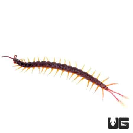Feather Tail Centipede (Alipes grandidieri) For Sale - Underground Reptiles