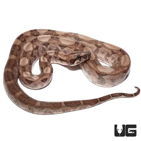 Female Plasma Colombian Redtail Boas For Sale - Underground Reptiles