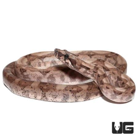 Female Plasma Colombian Redtail Boas For Sale - Underground Reptiles