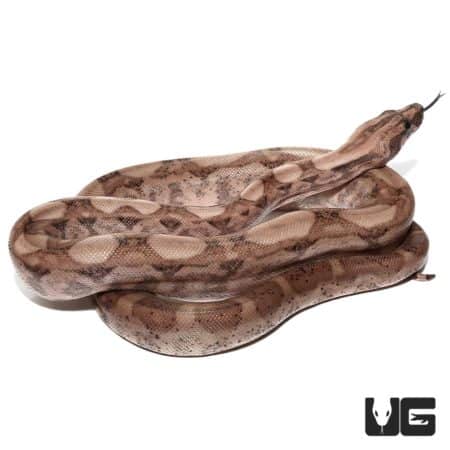 Female Plasma Colombian Redtail Boas For Sale - Underground Reptiles