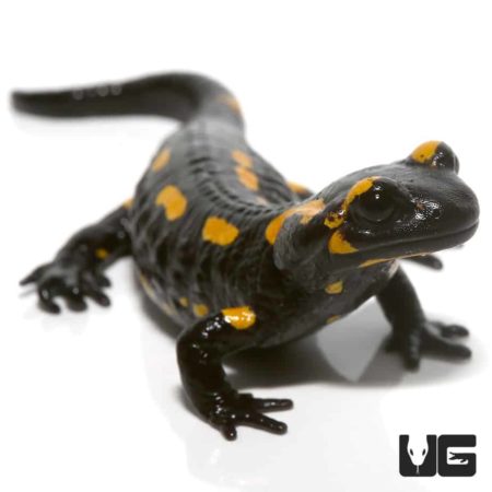 Fire Salamander For Sale - Underground Reptiles