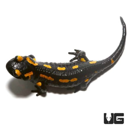 Black and yellow fire salamander with vibrant markings on white background.