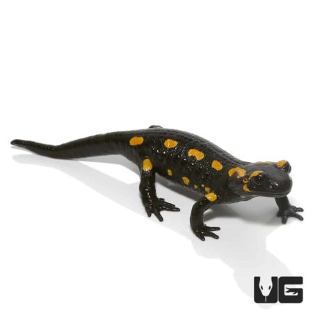 Live fire salamander with black body and yellow spots, on white background.