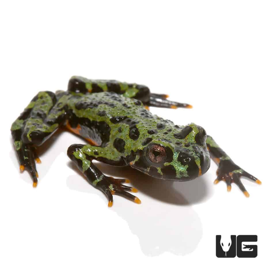 Firebelly Toads For Sale Underground Reptiles