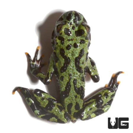 Close-up of a vibrant firebelly toad with green and black markings on white background.